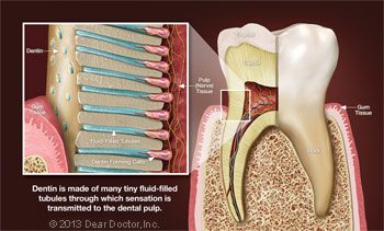 An anatomy of dentin and sensitive tooth