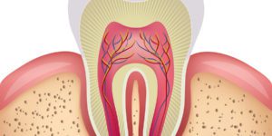 Healthy Tooth Anatomy Illustration
