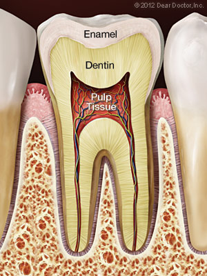 An illustration of a healthy tooth