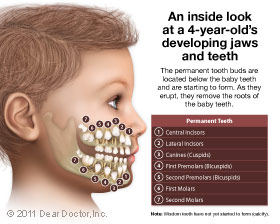 Kids developing jaws and teeth